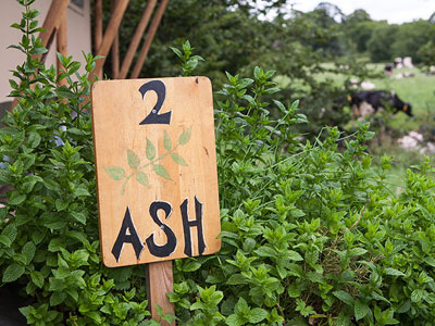 Glamping Ash Safari Tent Devon