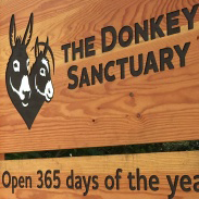 donkey santuary devon