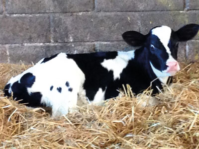 Devon Glamping Farm