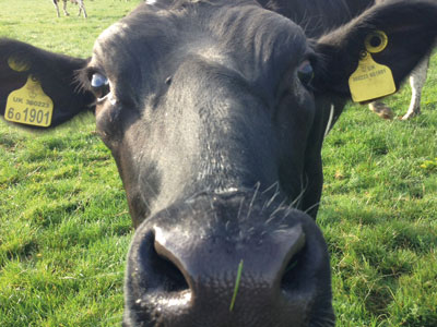 Devon Glamping Farming