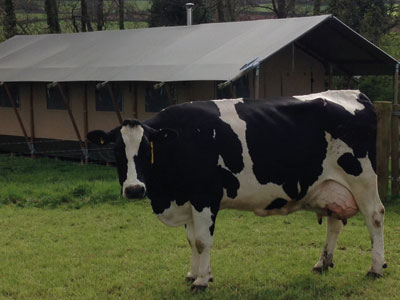 Glamping Safari Tent Devon